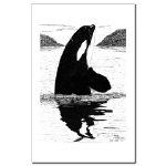 Killer Whale Pen and Ink 11 X 17 Poster/Print by NANCE